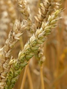 Les aliments à éviter pour l'eczéma