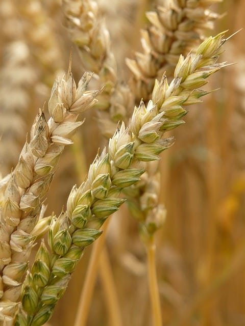 Les aliments à éviter pour l'eczéma