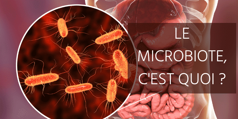 Qu'est-ce que le microbiote ?