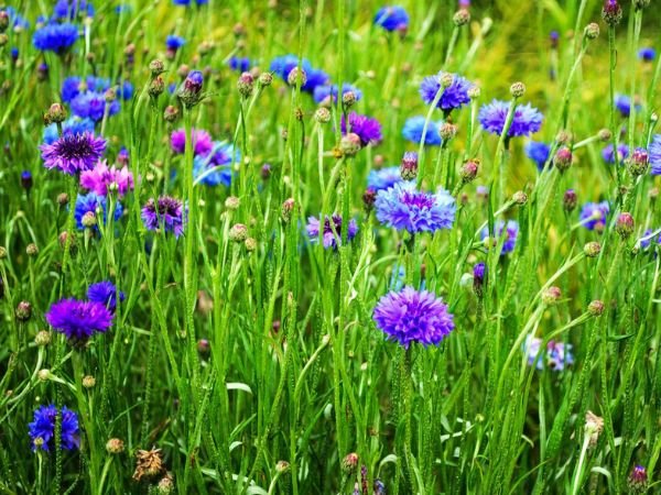 hydrolat bleuet pour soulager les peaux atopiques
