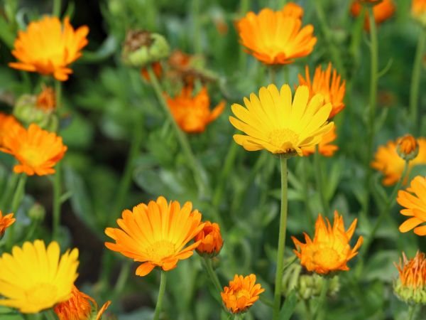 hydrolat calendula pour soigner l'eczéma