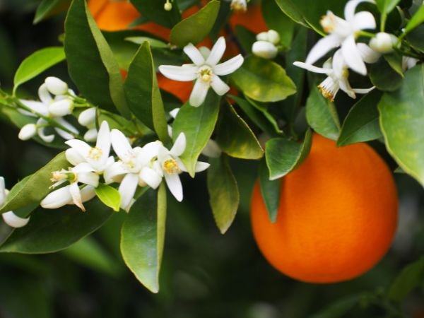 hydrolat de fleur d'oranger pour soulager les peaux séches