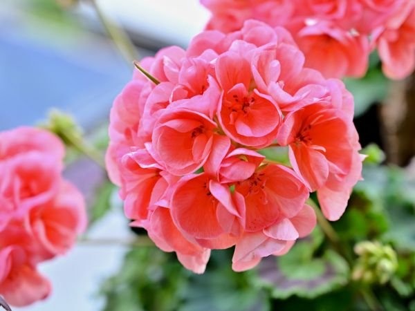 eau florale géranium pour les peaux atopiques