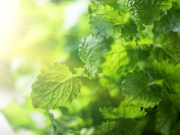 mélisse pour eczema