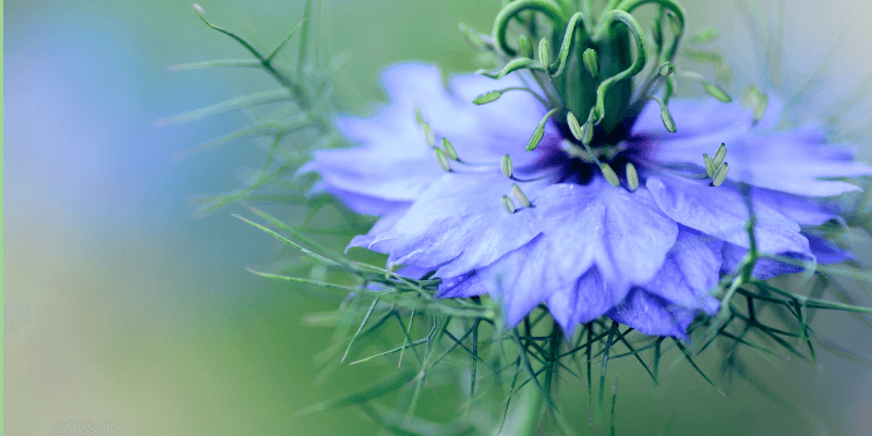 nigelle et eczéma